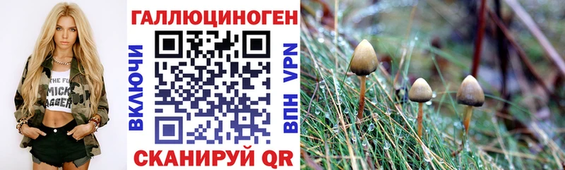 как найти наркотики  Починок  Псилоцибиновые грибы GOLDEN TEACHER 